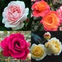 Kép 2/2 - Rosa sp. / Futó oltott rózsatő mix