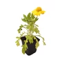 Kép 1/3 - Gaillardia aristata ‘Mesa Yellow’ / Sárga virágszínű évelő kokárdavirág