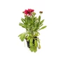 Kép 1/3 - Gaillardia aristata 'Arizona Red Shades' / Piros virágszínű évelő kokárdavirág