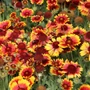 Kép 2/2 - Gaillardia x grandiflora ‘Kobold’ / Évelő kokárdavirág
