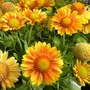 Kép 2/2 - Gaillardia grandiflora ‘Mesa Peach’ / Évelő kokárdavirág
