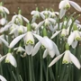 Kép 2/2 - Galanthus nivalis / Kikeleti hóvirág