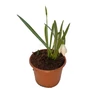 Kép 1/2 - Galanthus nivalis / Kikeleti hóvirág