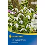 Kép 1/2 - Galanthus woronowii / Hóvirág virághagyma