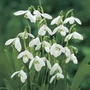 Kép 2/2 - Galanthus woronowii / Hóvirág virághagyma