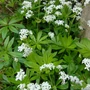 Kép 2/2 - Galium odoratum / Szagos müge