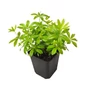 Kép 1/2 - Galium odoratum / Szagos müge