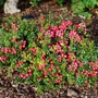 Kép 2/2 - Gaultheria mucronata / Mirtuszhanga