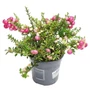 Kép 1/2 - Gaultheria mucronata / Mirtuszhanga