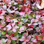 Kép 2/2 - Gaultheria procumbens / Kúszó fajdbogyó