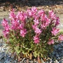Kép 2/2 - Gaura lindheimeri 'Compact Pink' / Évelő díszgyertya