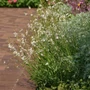 Kép 2/2 - Gaura lindheimeri 'Compact White' / Évelő díszgyertya
