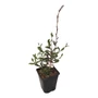 Kép 1/2 - Gaura lindheimeri 'Gambit Rose Bicolor' / Évelő díszgyertya