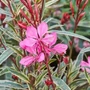 Kép 2/2 - Gaura lindheimeri 'Gambit Variegata Rose' / Évelő díszgyertya