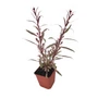 Kép 1/2 - Gaura lindheimeri 'Gambit Variegata Rose' / Évelő díszgyertya