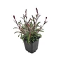Kép 1/2 - Gaura lindheimeri 'Gaudi Medium Pink' / Évelő díszgyertya