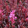 Kép 2/2 - Gaura lindheimeri 'Gaudi Red' / Évelő díszgyertya