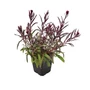 Kép 1/2 - Gaura lindheimeri 'Gaudi Red' / Évelő díszgyertya