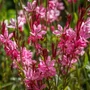 Kép 2/2 - Gaura lindheimeri 'Gaudi Rose' / Évelő díszgyertya