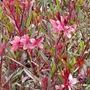 Kép 2/2 - Gaura lindheimeri 'Passionate Rainbow' / Évelő díszgyertya