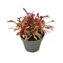 Kép 1/2 - Gaura lindheimeri 'Passionate Rainbow' / Évelő díszgyertya
