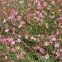 Kép 2/2 - Gaura lindheimeri 'Siskiyou Pink' / Évelő díszgyertya