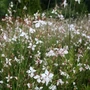 Kép 2/2 - Gaura lindheimeri 'Sparkle White' / Évelő díszgyertya