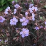 Kép 2/2 - Geranium 'Hocus Pocus' / Gólyaorr