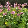 Kép 2/2 - Geranium macrorrhizum 'Ingwersen's Variety' / Illatos gólyaorr