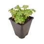 Kép 1/2 - Geranium macrorrhizum 'Ingwersen's Variety' / Illatos gólyaorr