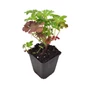 Kép 1/2 - Geranium macrorrhizum 'Ingwersen's Variety' / Illatos gólyaorr