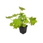 Kép 1/2 - Geranium macrorrhizum / Illatos gólyaorr