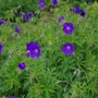Kép 2/2 - Geranium 'Orion' / Hibrid gólyaorr