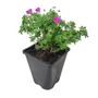 Kép 1/2 - Geranium sanguineum 'Max Frei' / Piros gólyaorr