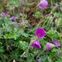 Kép 2/2 - Geranium sanguineum 'Tiny Monster' / Piros gólyaorr