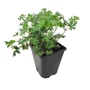 Kép 1/2 - Geranium sanguineum 'Tiny Monster' / Piros gólyaorr
