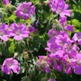 Kép 2/2 - Geranium 'Sirak' / Hibrid gólyaorr