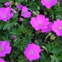 Kép 2/2 - Geranium sanguineum 'Max Frei' / Piros gólyaorr
