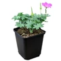 Kép 1/2 - Geranium sanguineum 'Max Frei' / Piros gólyaorr