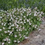 Kép 2/2 - Geranium x cantabrigiense ‘Biokovo’ / Angol gólyaorr