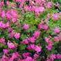 Kép 2/2 - Geranium x cantabrigiense ‘Crystal Rose’ / Angol gólyaorr