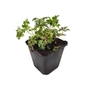Kép 1/2 - Geranium x cantabrigiense ‘Crystal Rose’ / Angol gólyaorr