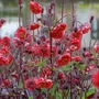 Kép 2/2 - Geum rivale 'Flames of Passion' / Gyömbérgyökér