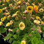 Kép 2/2 - Geum rivale 'Fluffy Yellow' / Gyömbérgyökér