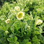 Kép 2/2 - Geum 'Tales of Hex' / Gyömbérgyökér
