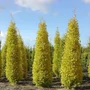 Kép 2/2 - Ginkgo biloba 'Blagon' / Oszlopos páfrányfenyő