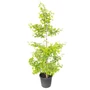 Kép 1/2 - Ginkgo biloba 'Blagon' / Oszlopos páfrányfenyő