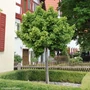 Kép 1/2 - Ginkgo biloba 'Globus' / Gömb páfrányfenyő