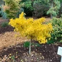Kép 2/2 - Ginkgo biloba 'Mariken' / Törpe gömb páfrányfenyő (1/2 törzses)