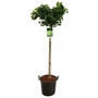 Kép 1/2 - Ginkgo biloba 'Mariken' / Törpe gömb páfrányfenyő (1/2 törzses)